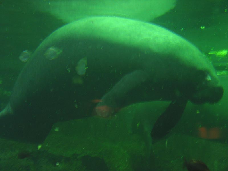 The manatee--what an animal!!
