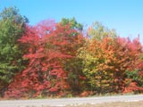 Fall in Western Michigan
